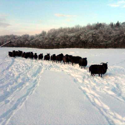 Sheep in the snow